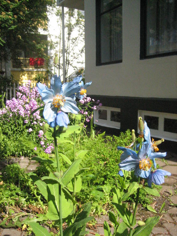 Guesthouse Solgardar Akureyri Exteriér fotografie